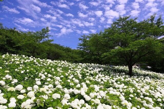 県営権現堂公園の写真