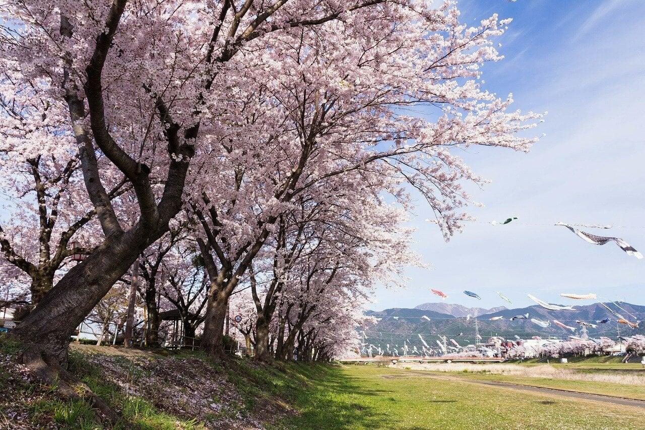 相川水辺公園の写真