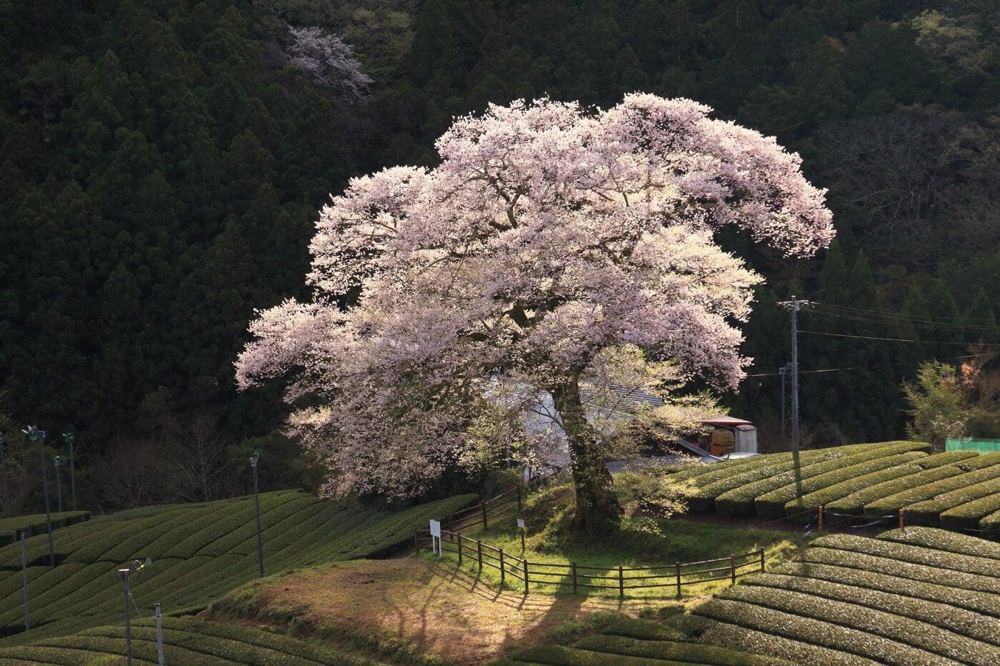 牛代の水目桜の写真