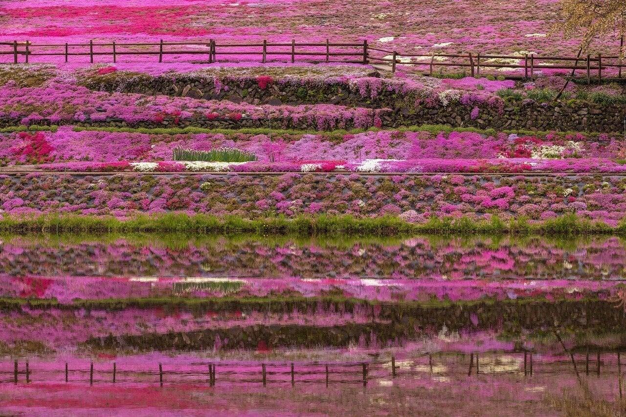 國田家の芝桜の写真