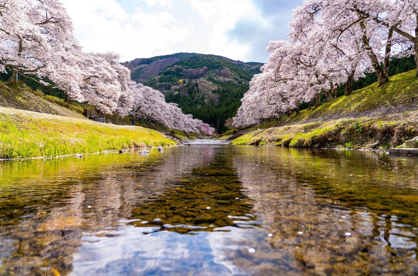 鮎河千本桜の写真