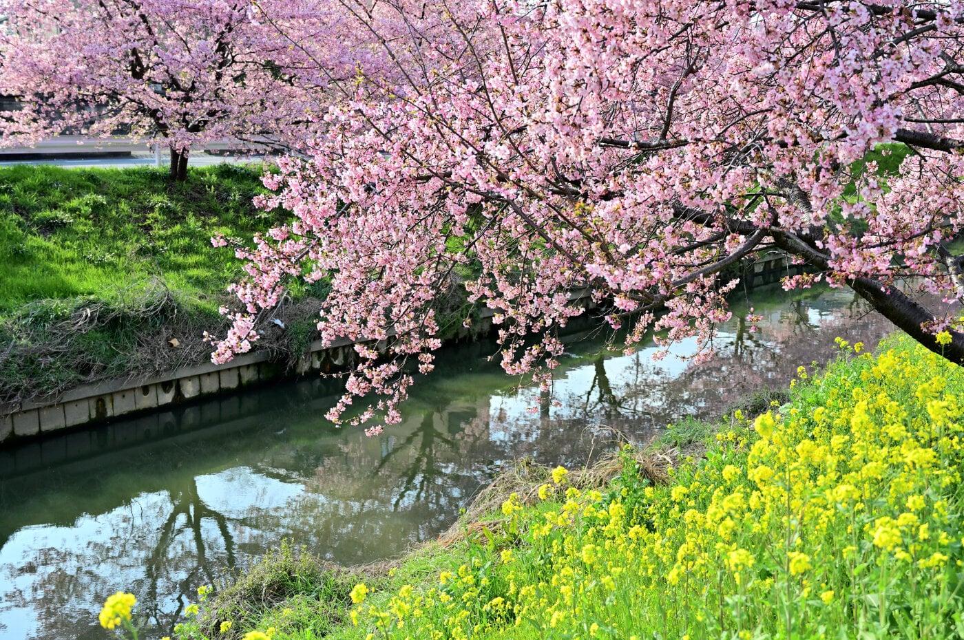 青毛堀川の河津桜の写真