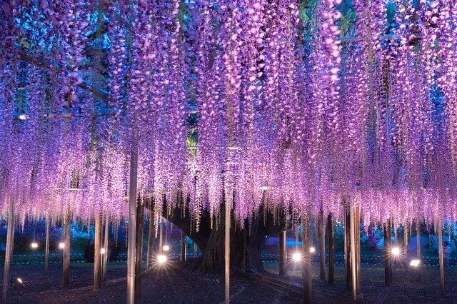 あしかがフラワーパークの写真