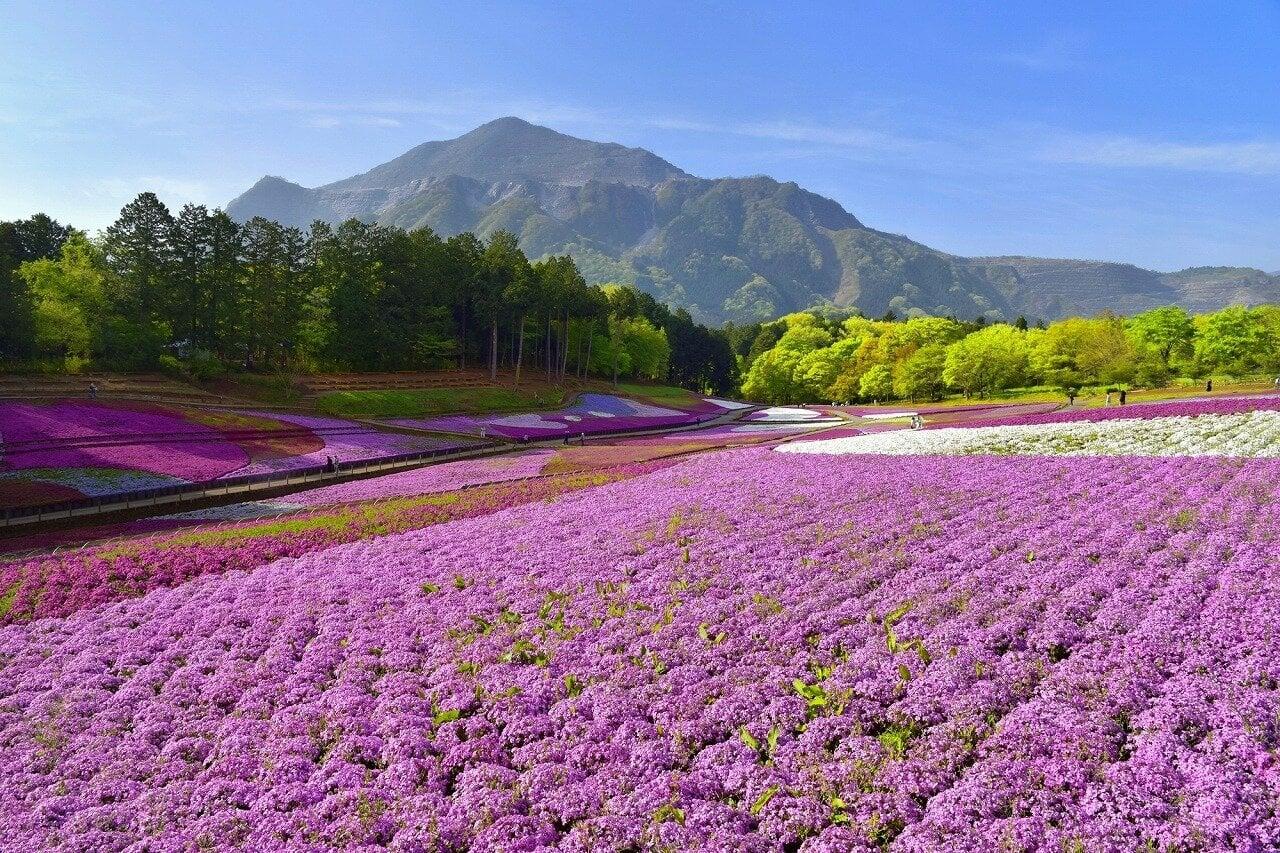 羊山公園の写真