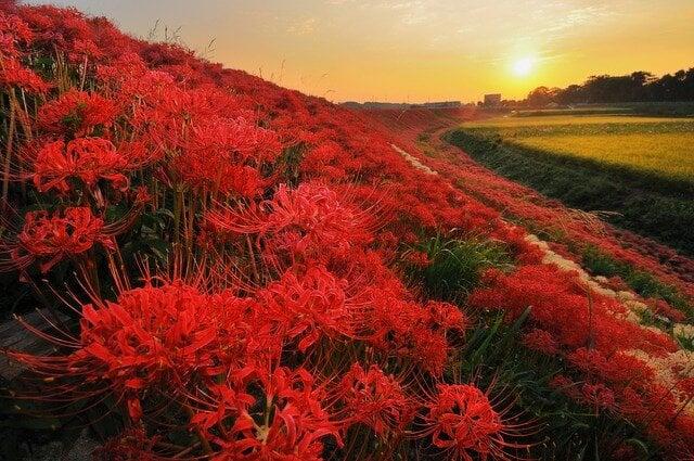 矢勝川の写真