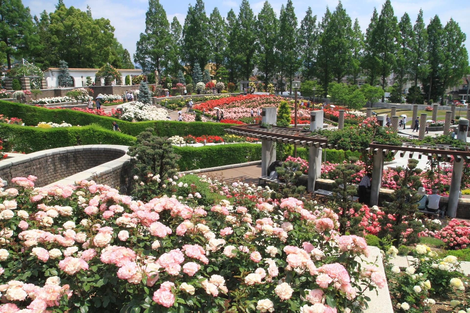 荒牧バラ公園の写真
