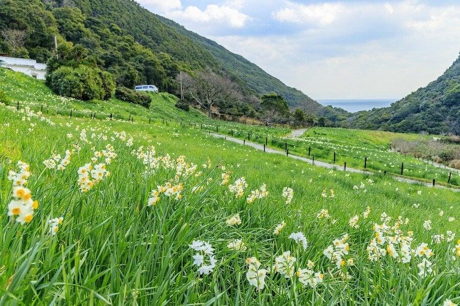 立川水仙郷の写真