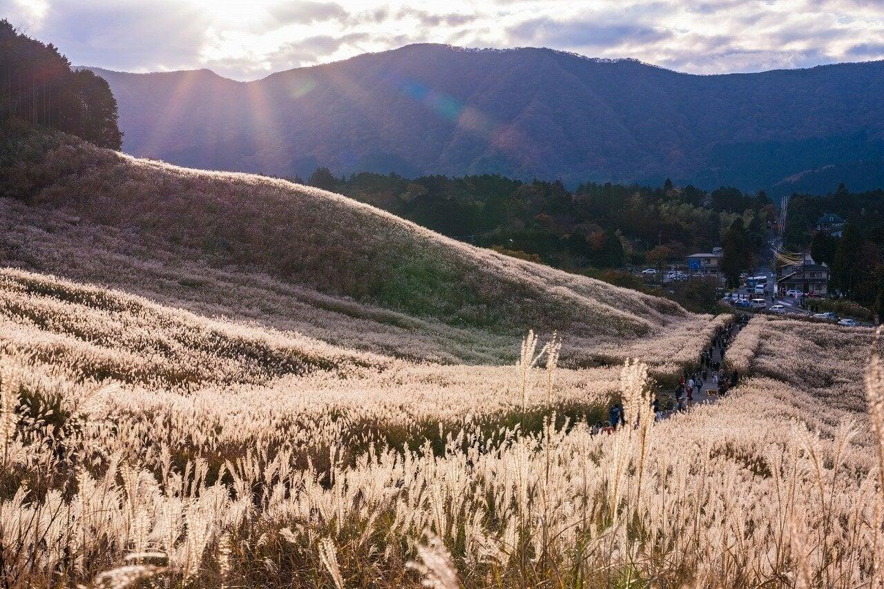 仙石原高原の写真