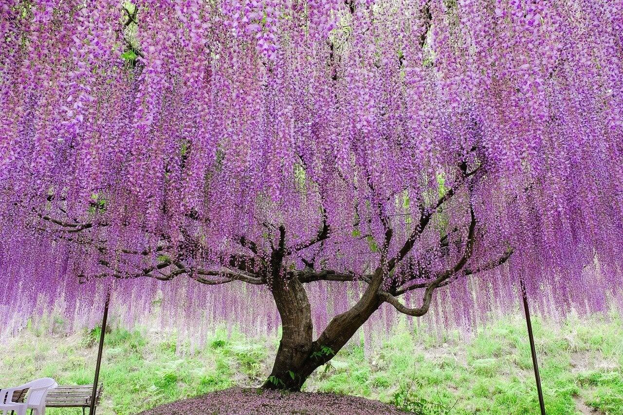 白毫寺の写真
