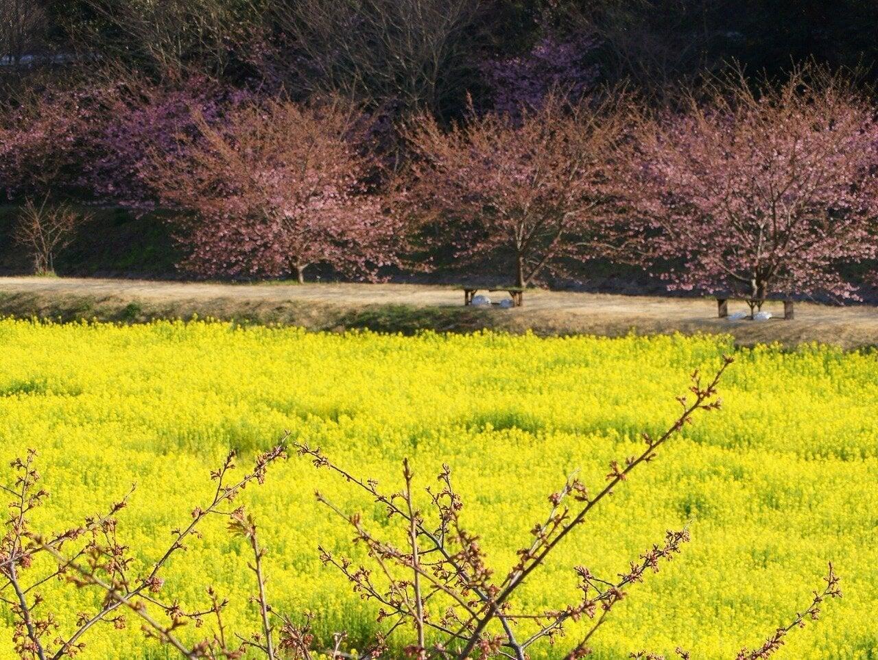 東大山河津桜まつりの写真