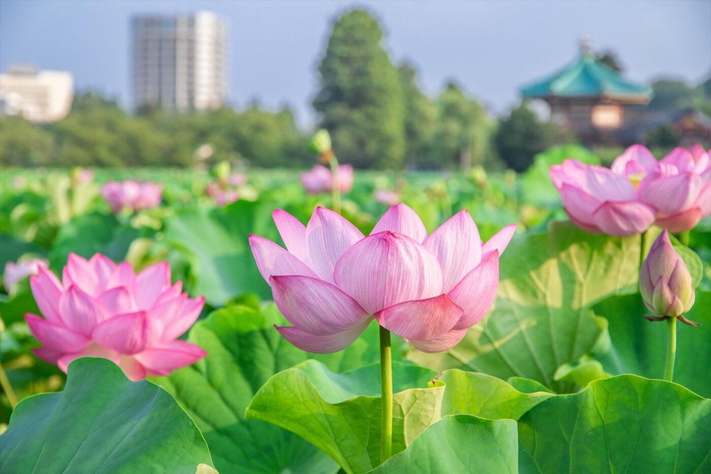 上野恩賜公園 不忍池の写真