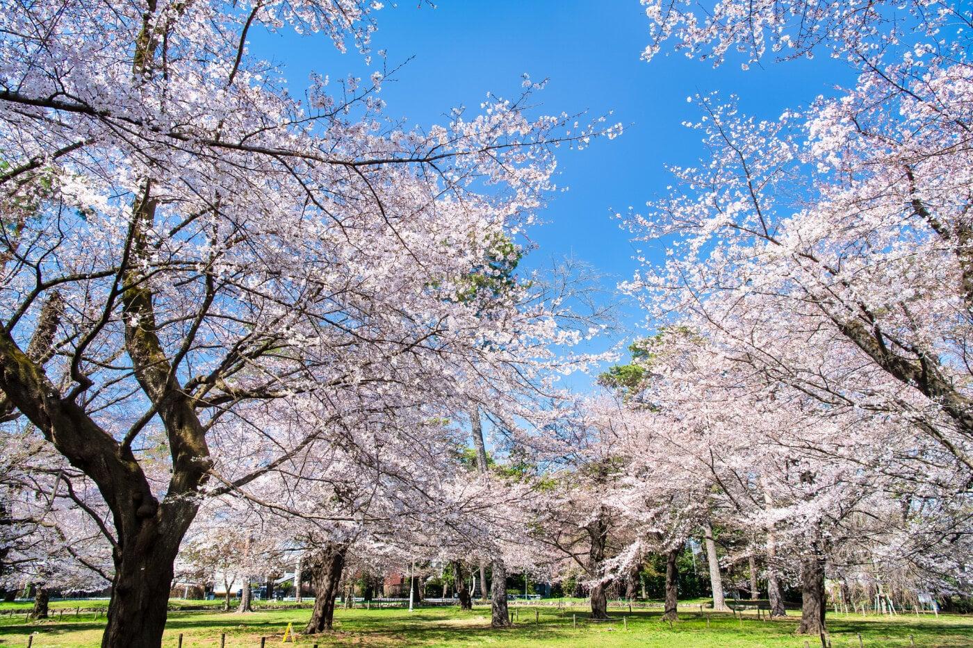 大宮公園の写真