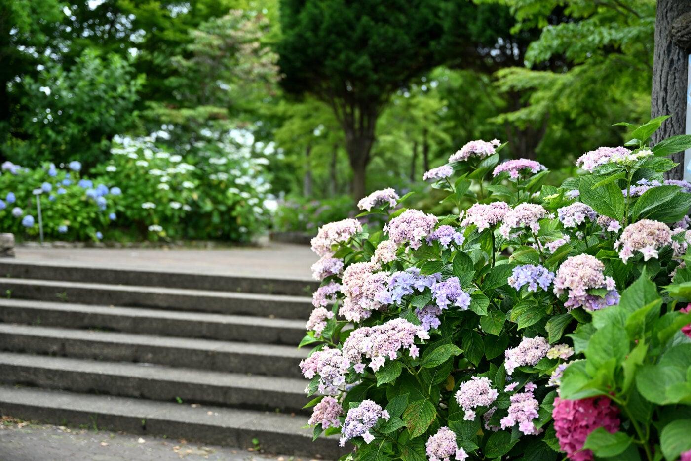 もりやま芦刈園の写真