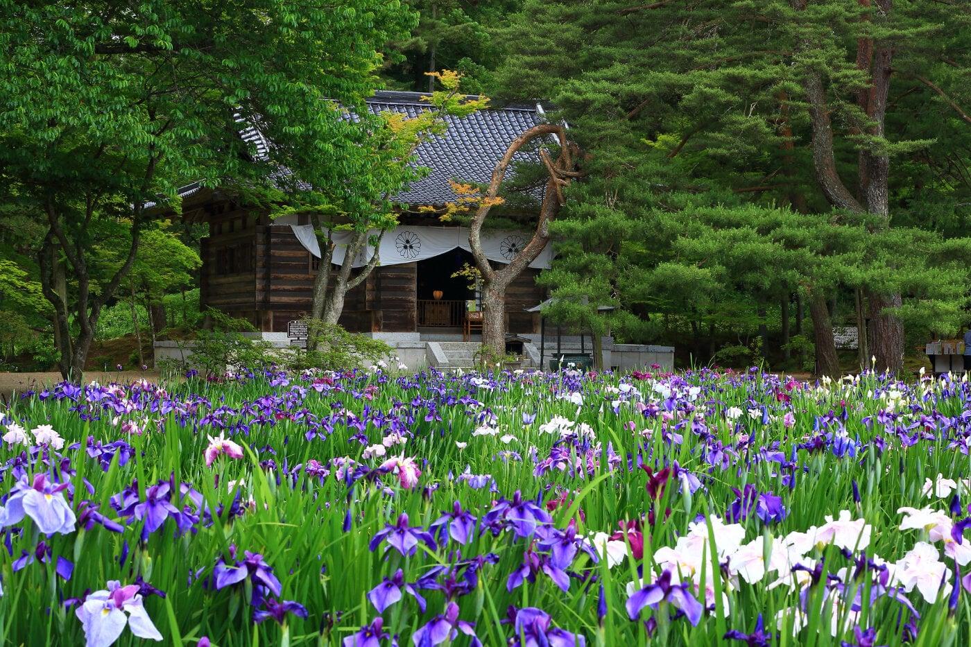 毛越寺の写真