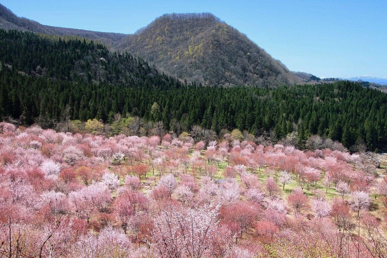 桜峠の写真
