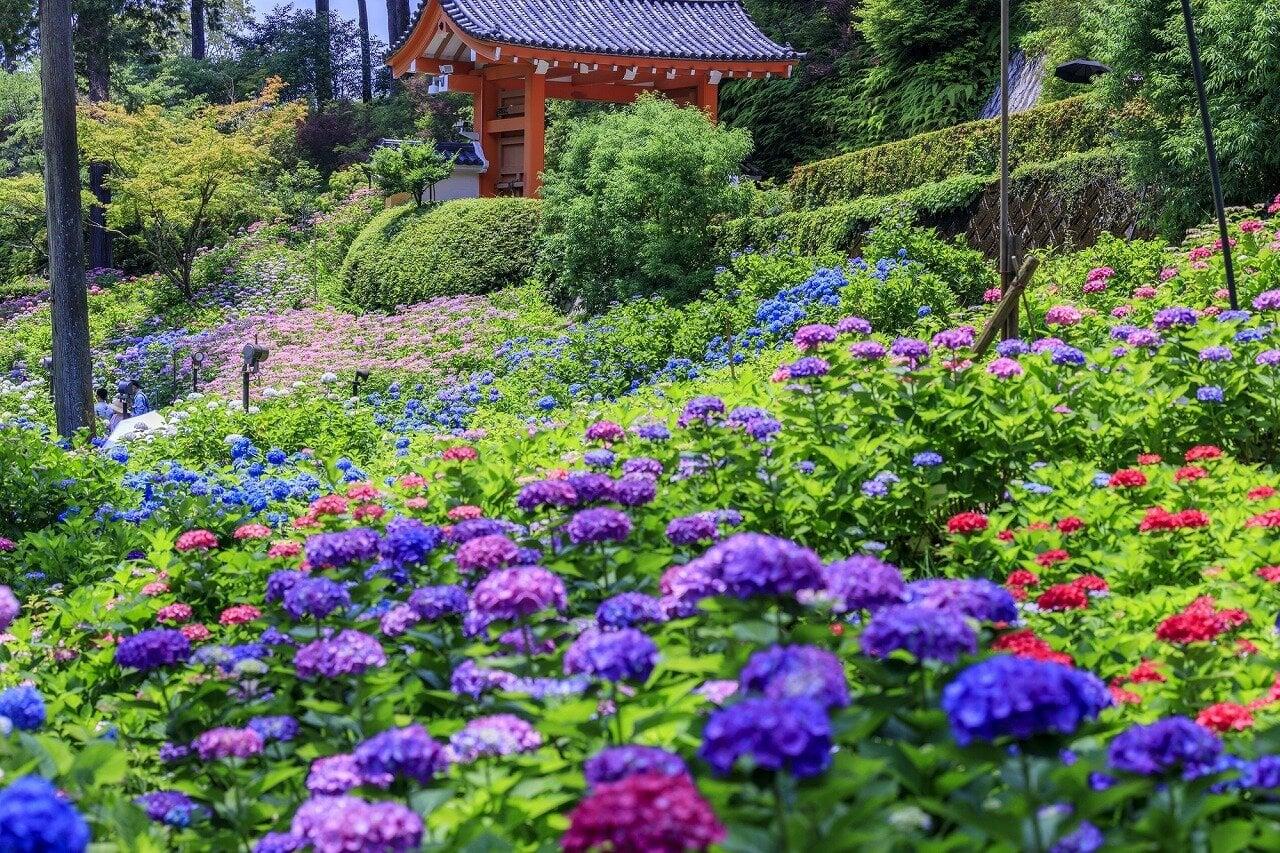 三室戸寺の写真