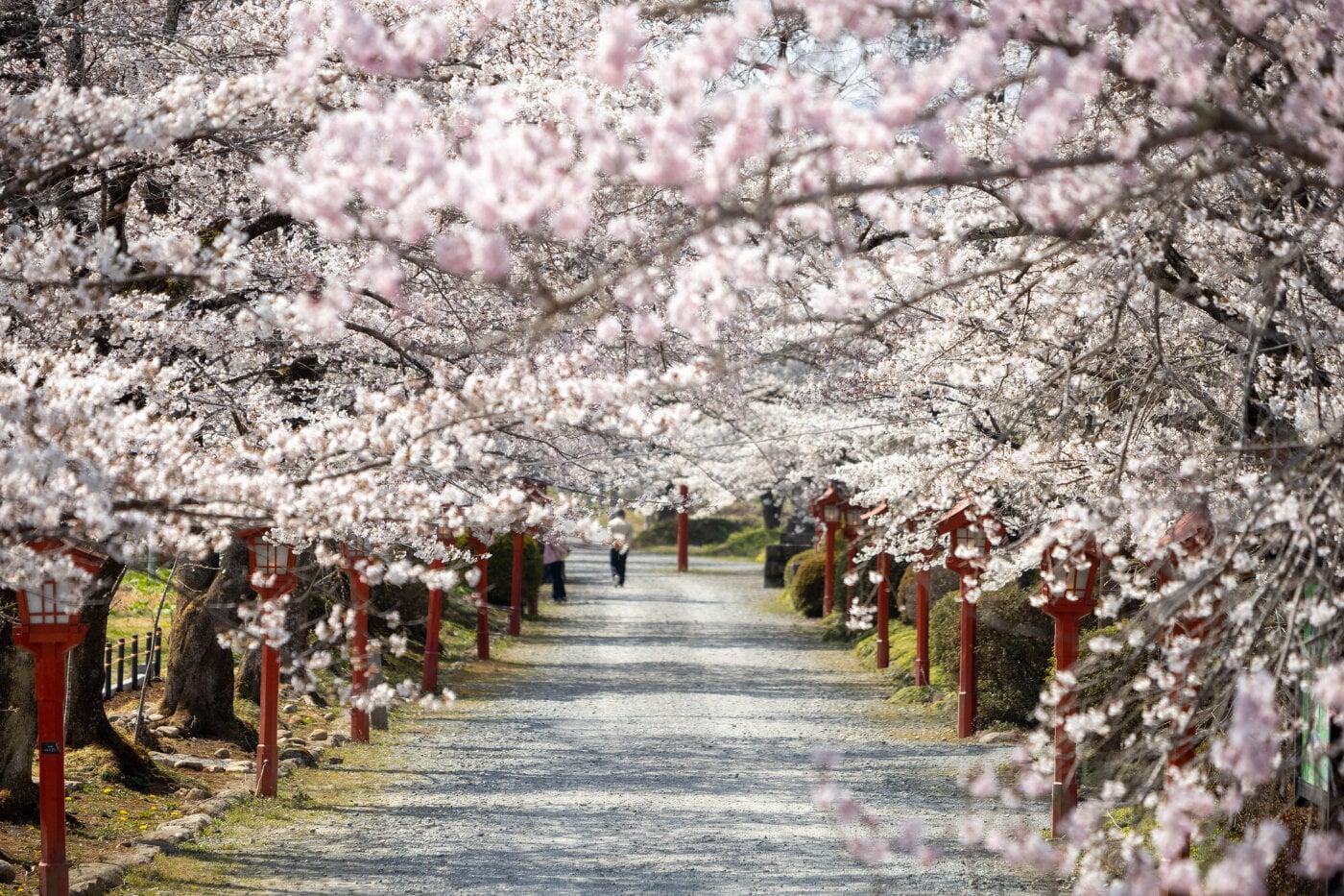 涼ヶ岡八幡神社の写真