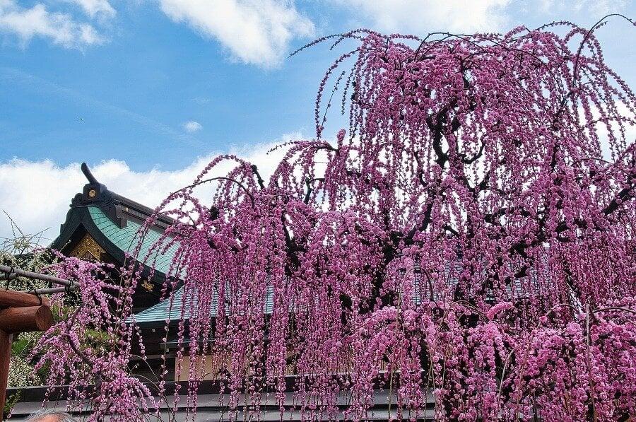 結城神社の写真