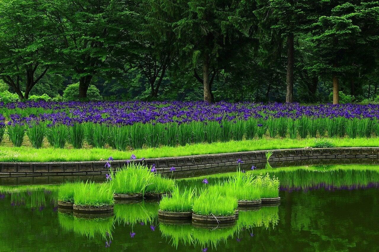 錦秋湖川尻総合公園あやめ園の写真