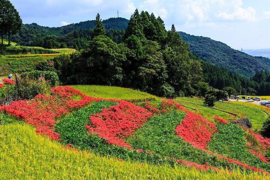 江里山の棚田の写真