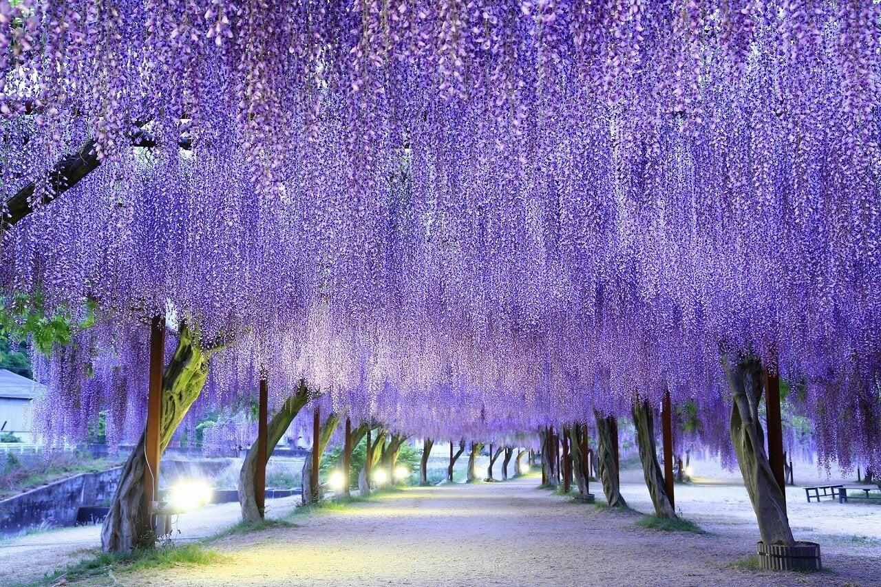 和気町藤公園の写真