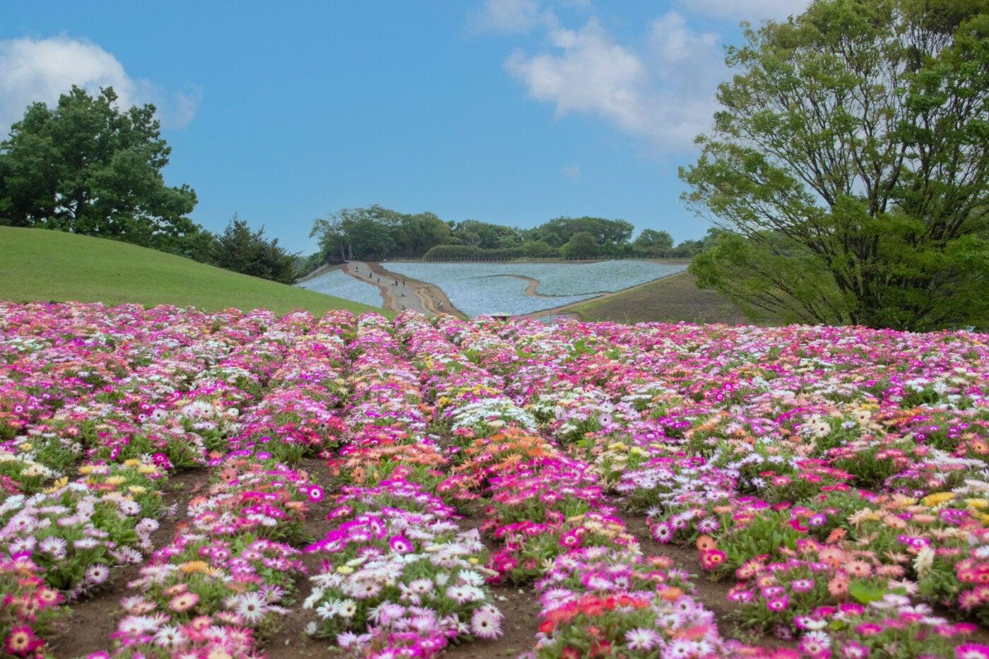 東京ドイツ村の写真