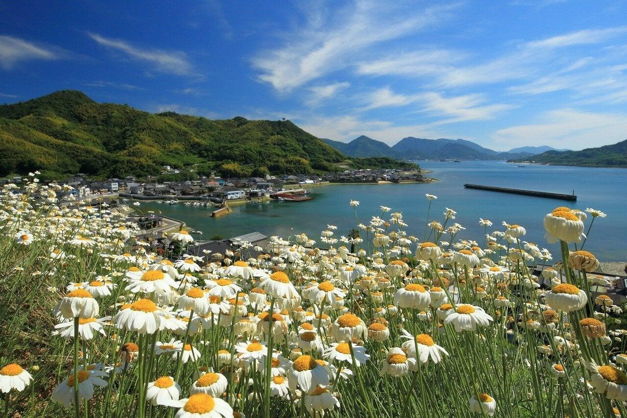 因島の除虫菊の写真