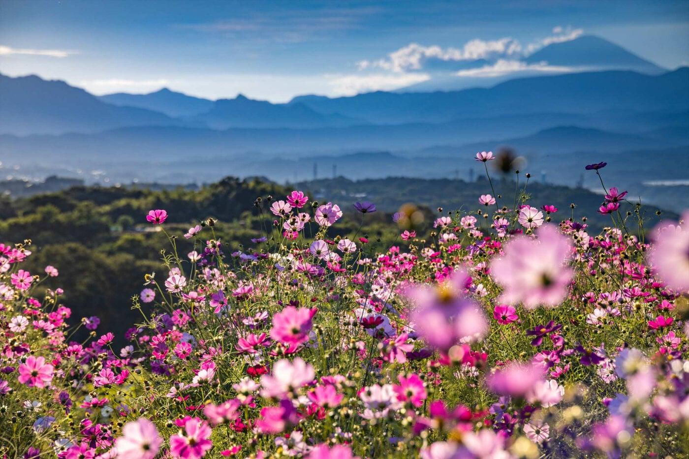 鼻高展望花の丘の写真