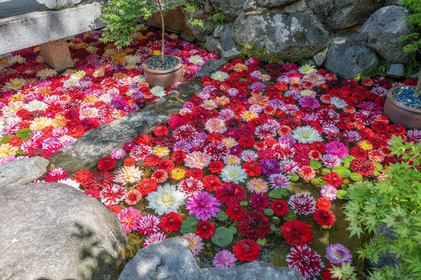 岡寺(龍蓋寺)の写真