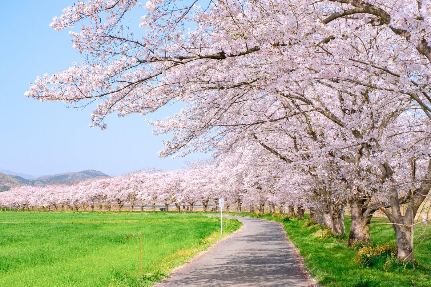 都幾川桜堤の写真