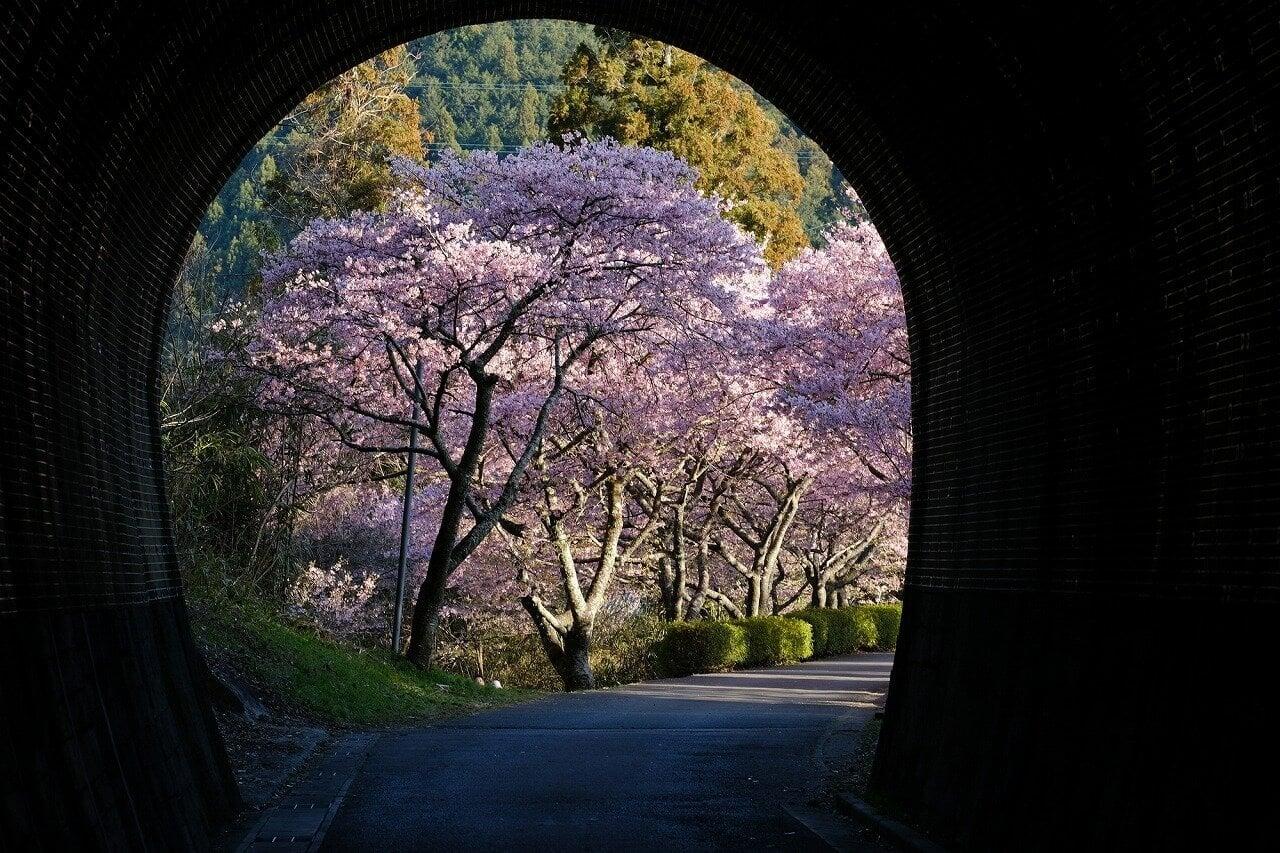 長篠河津桜並木の写真