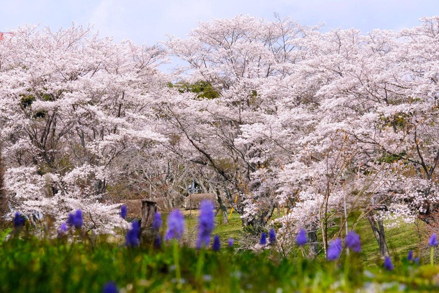 静峰ふるさと公園の写真