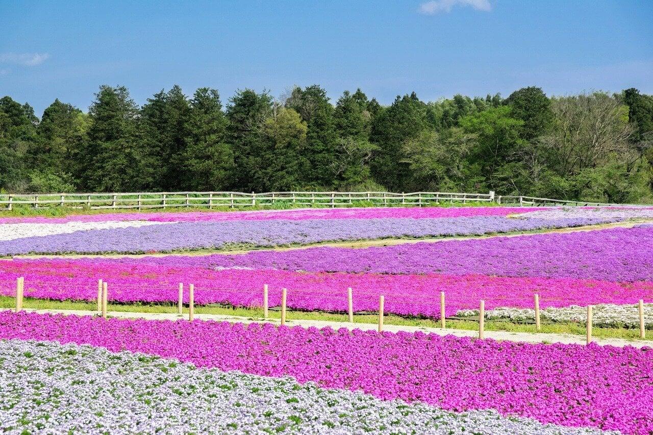 富田さとにわ耕園の写真