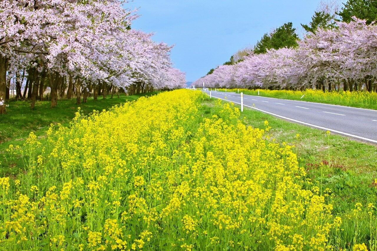 桜と菜の花ロードの写真