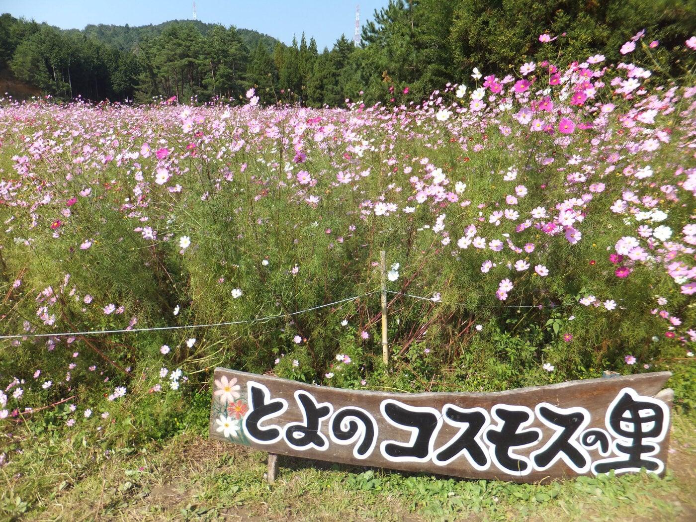 とよのコスモスの里の写真
