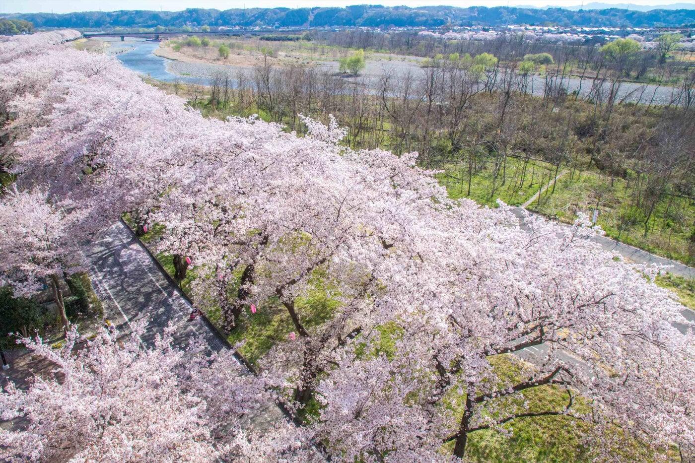 ふっさ桜まつりの写真