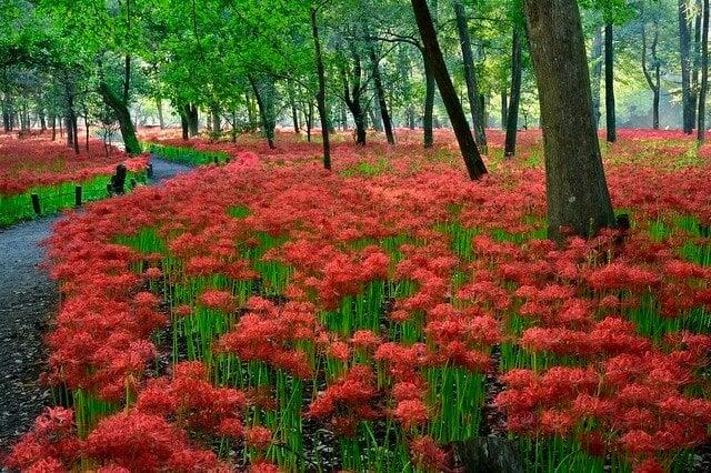 巾着田の写真