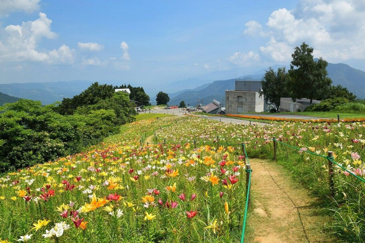 湯沢高原パノラマパーク 高山植物園アルプの里の写真