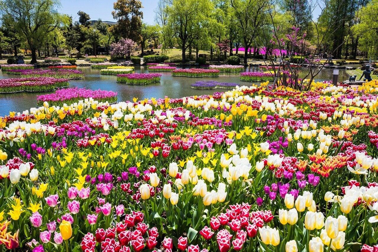 砺波チューリップ公園の写真