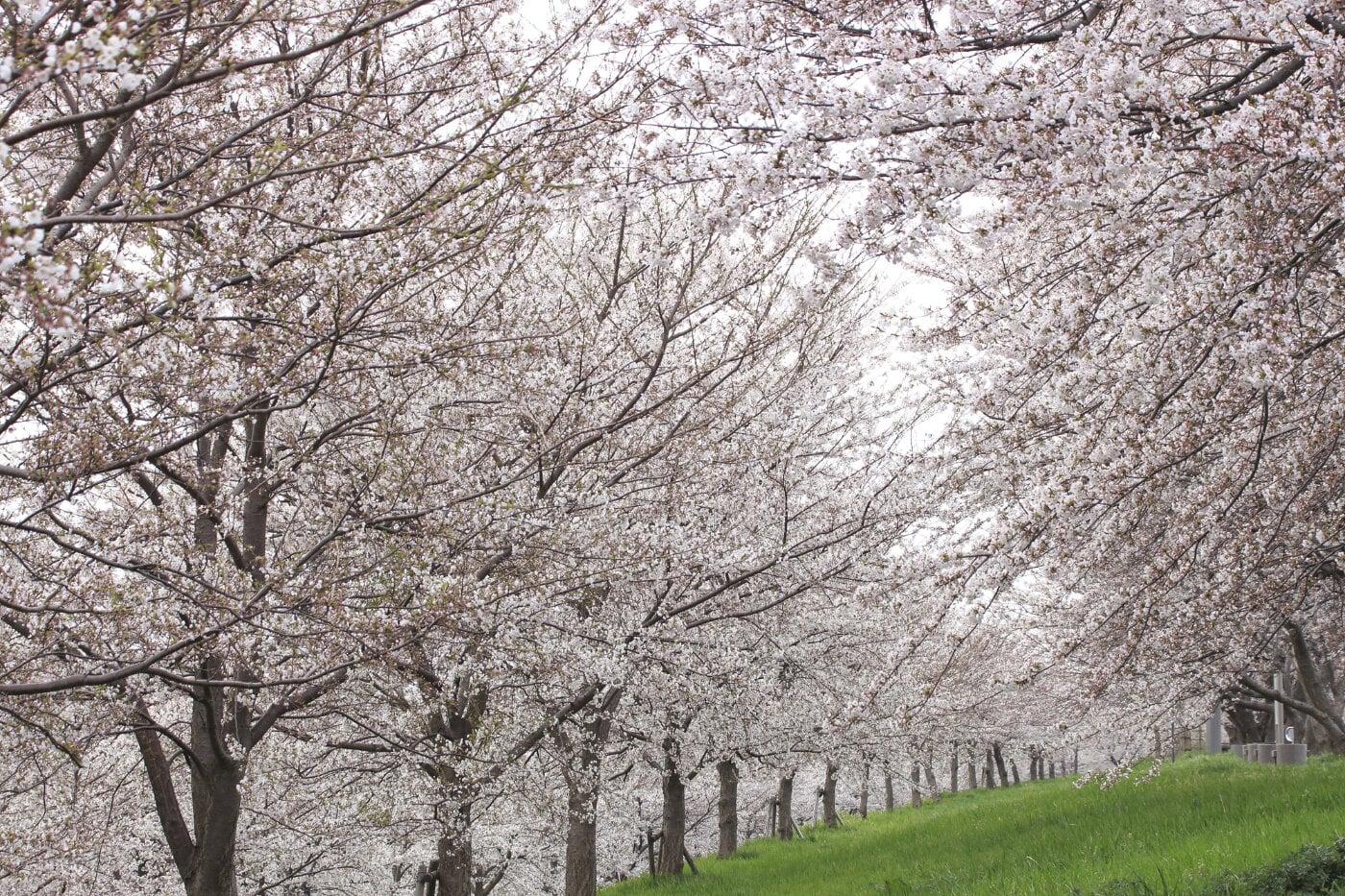 大河津分水桜並木の写真