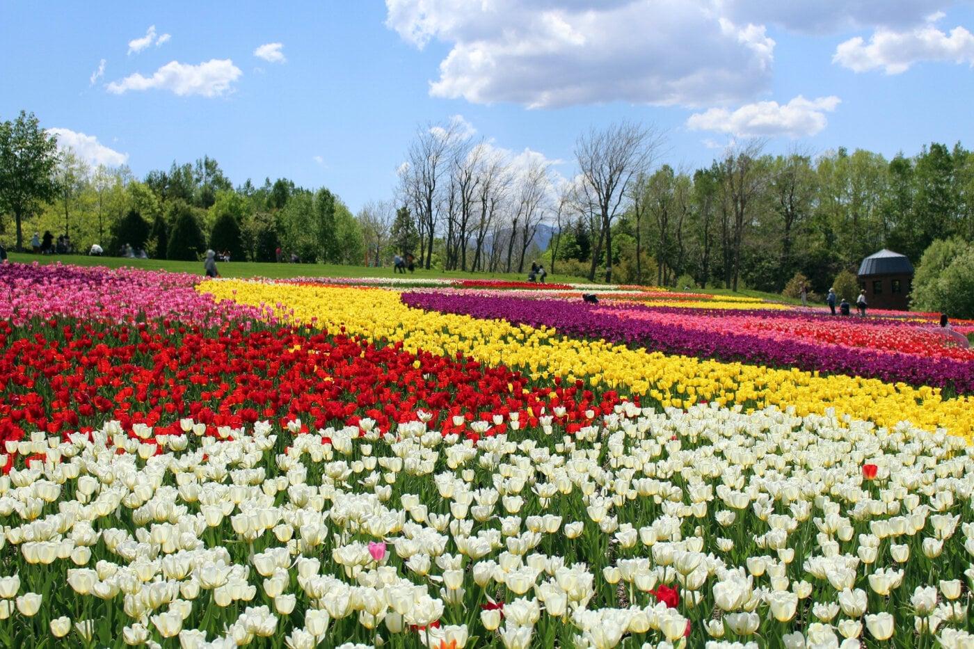 国営滝野すずらん丘陵公園の写真