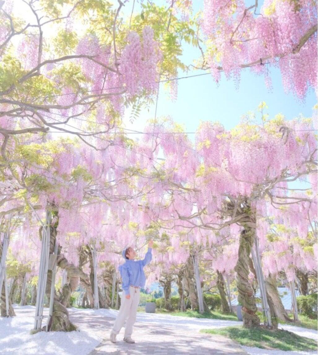 せらふじ園(世羅高原農場)の写真
