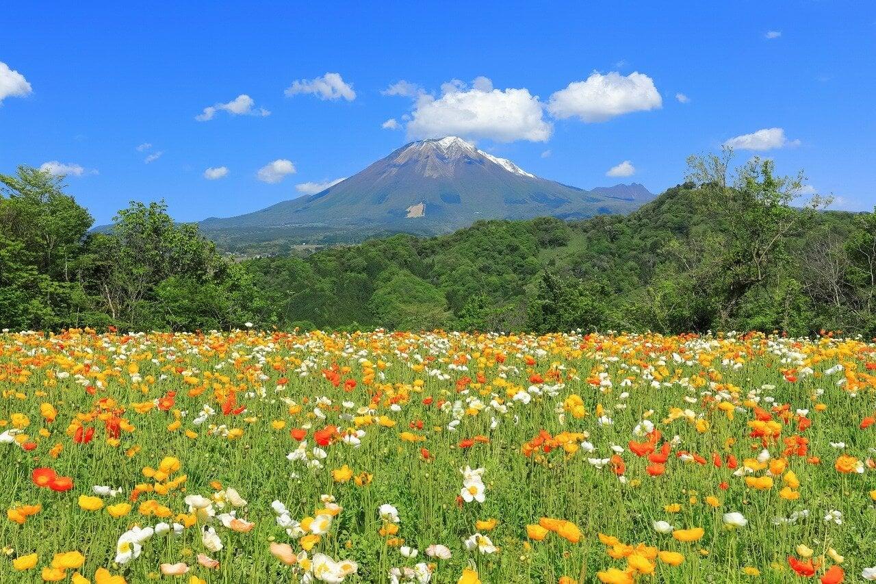 とっとり花回廊の写真