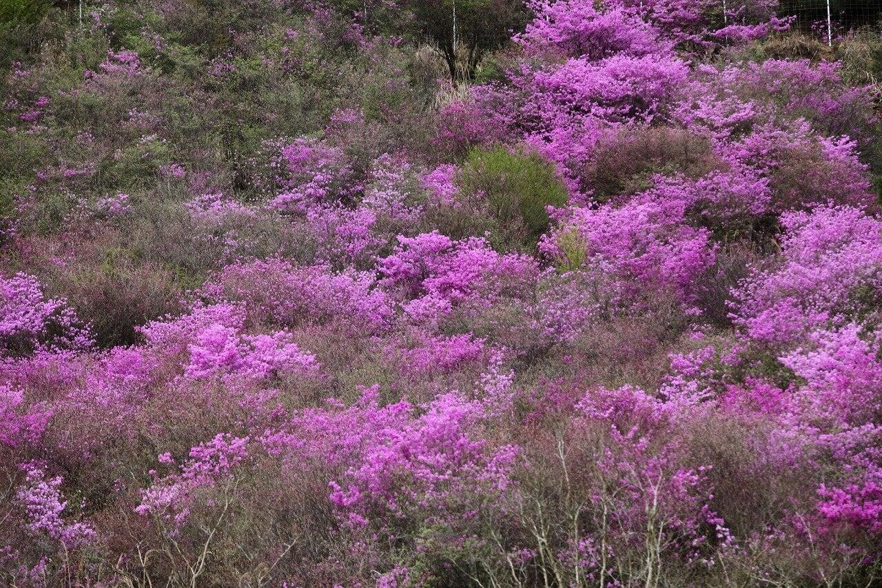 るり渓の写真