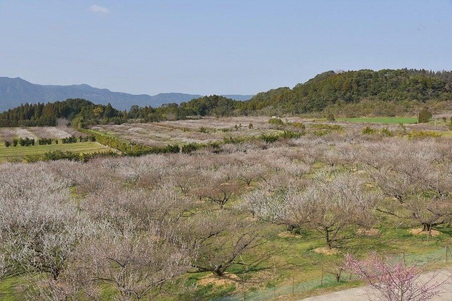 伊万里梅園の写真