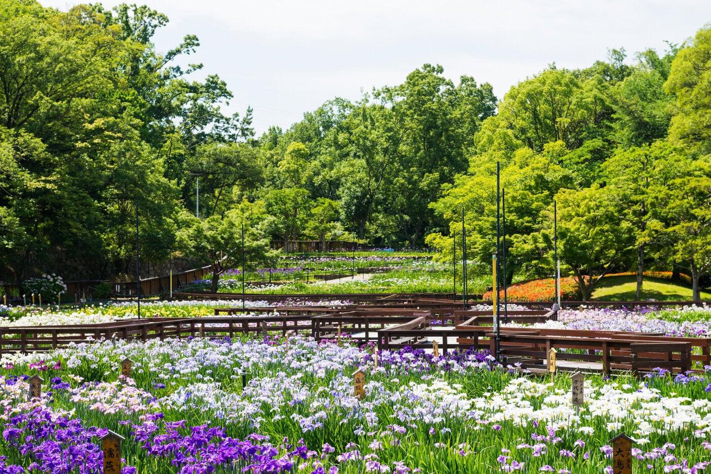山田池公園の写真