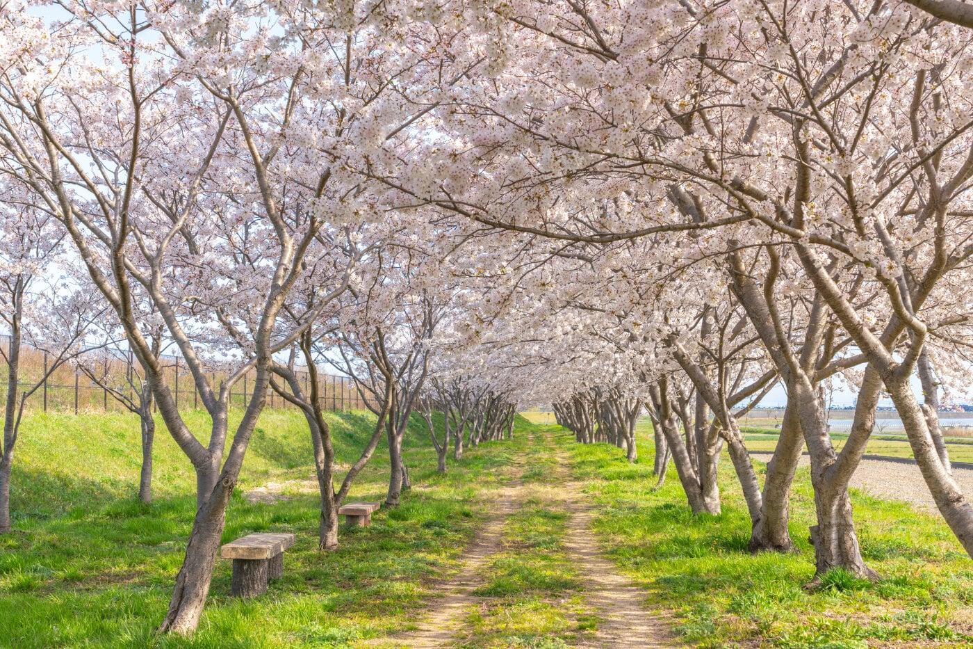 日吉津村桜堤の写真