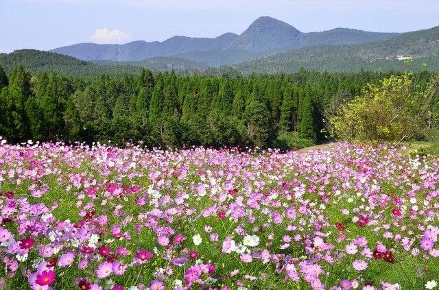 上場高原コスモス園の写真