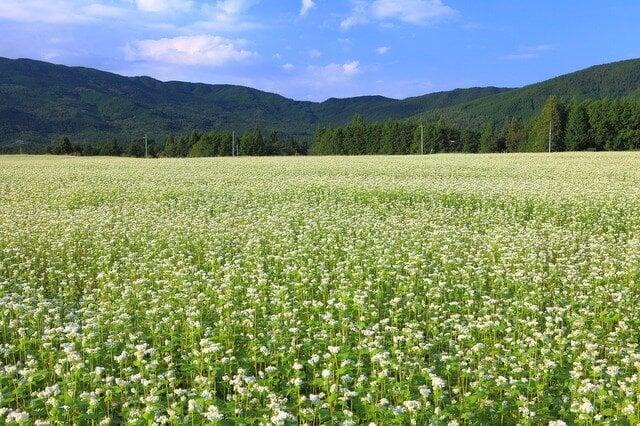 椛の湖自然公園の写真