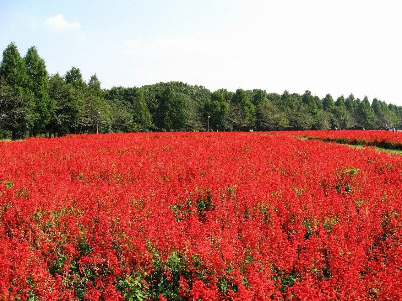 大宮花の丘農林公苑の写真